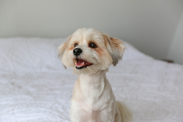 Closeup shot of a cute little white puppy sitting on the bed