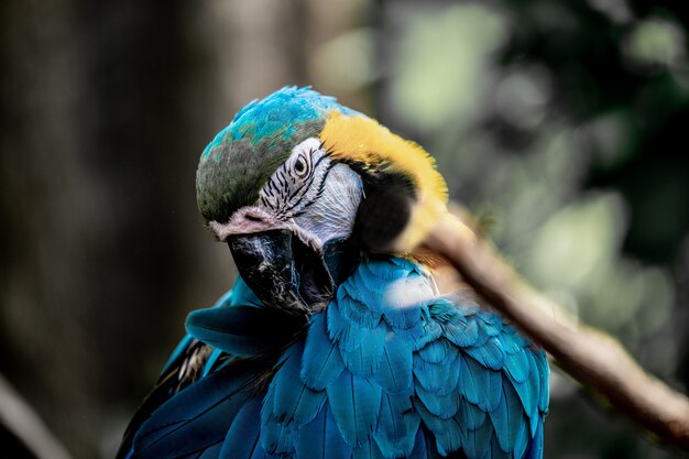 Closeup shot of a cute Macaw parrot with mesmerizing feathers
