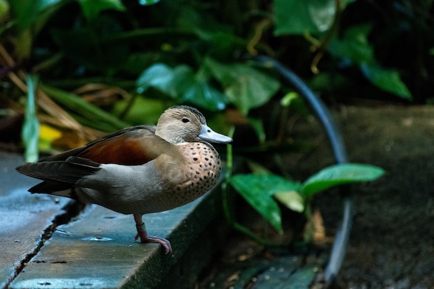 Foto gratuita colpo del primo piano di un'anatra sveglia del germano reale