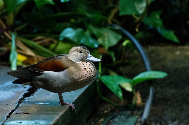 Closeup shot of a cute mallard duck