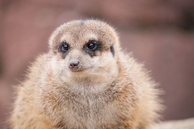 Closeup shot of a cute meerkat