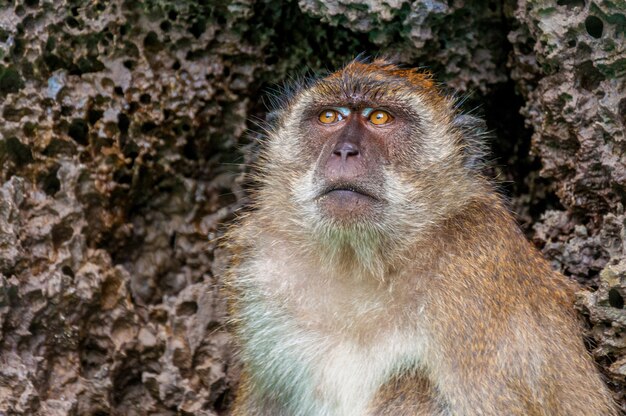 Closeup shot of a cute monkey with textured stones