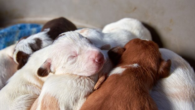 Closeup shot of cute newborn little puppies