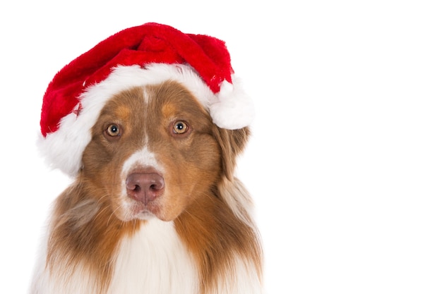 Closeup shot of a cute Nova Scotia Duck Tolling Retriever isolated on white background