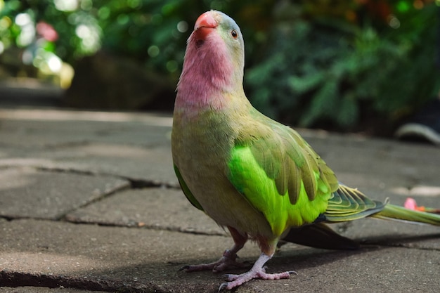 Foto gratuita colpo del primo piano di un simpatico pappagallo su un percorso di cemento in un giardino