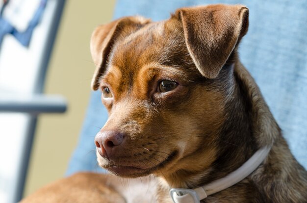 Closeup shot of a cute puppy