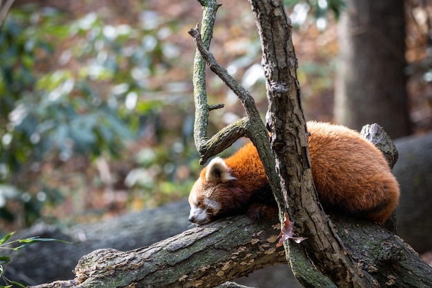 Closeup shot of a cute red panda sleeping on branch