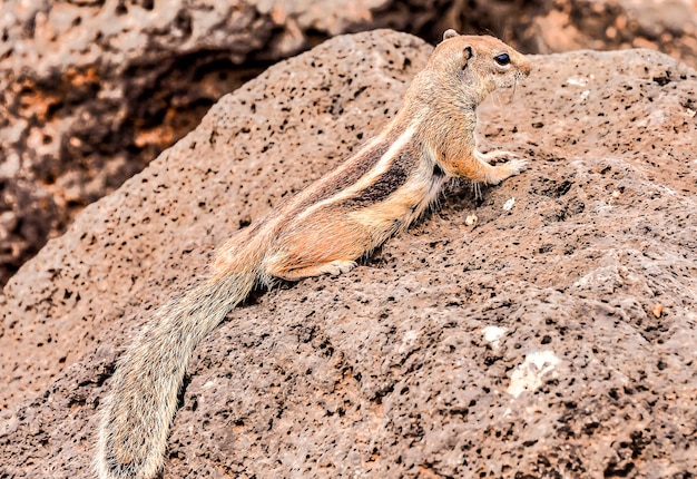 Free photo closeup shot of a cute rock squirrel on a huge rock