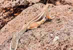 Free photo closeup shot of a cute rock squirrel on a huge rock