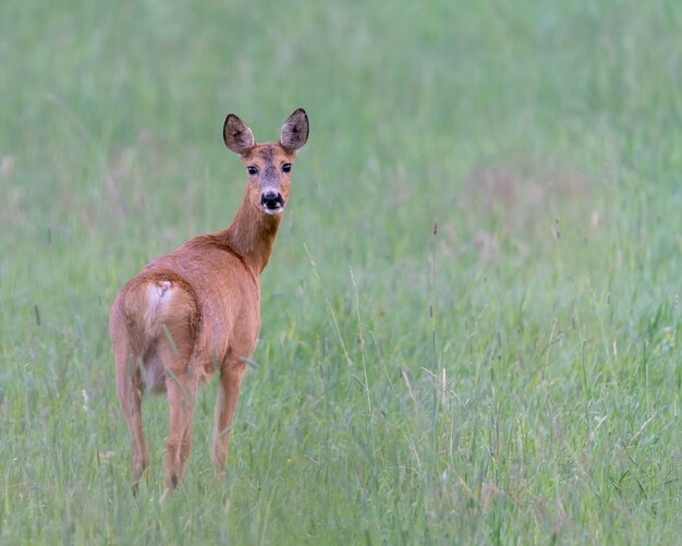 ぼやけた背景と緑の草の上のかわいいノロジカのクローズアップショット