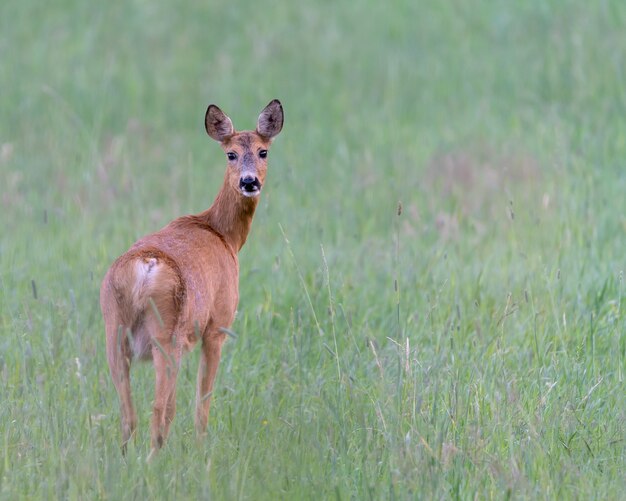 Closeup shot of a cute roe deer on the green grass with blurred background