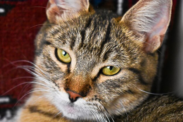 아름다운 녹색 눈을 가진 귀여운 졸린 고양이의 클로즈업 샷