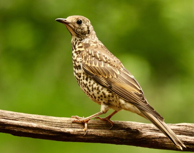 Closeup shot of a cute sparrow bird