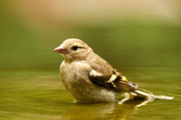 かわいいスズメの鳥のクローズアップショット