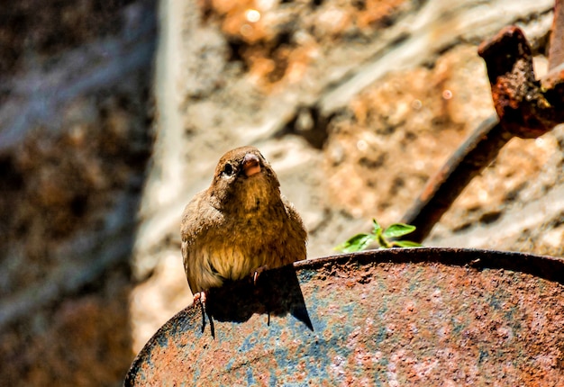 카나리아 제도, 스페인에서 녹슨 금속에 자리 잡고 귀여운 참새의 근접 촬영 샷