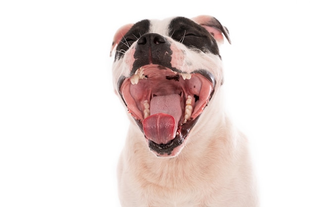 Closeup shot of a cute Staffordshire isolated on white surface