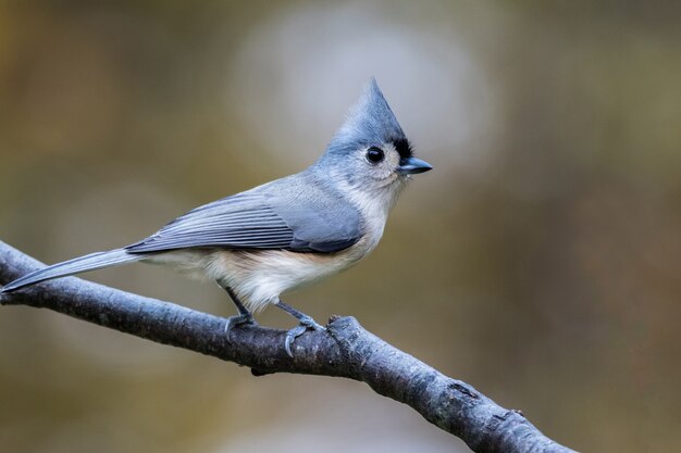 Closeup shot of a cute tufted titmouse perched on a branch on blurred surface