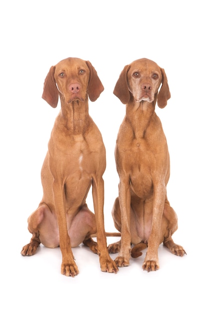 Closeup shot of cute vizslas dogs isolated on white wall