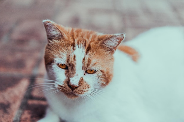 Closeup shot of a cute white and brown cat face with sad eyes lying outside on the sidewalk