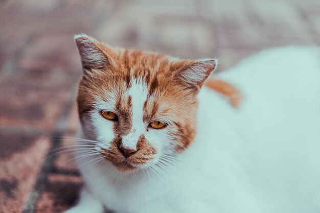 Closeup shot of a cute white and brown cat face with sad eyes lying outside on the sidewalk