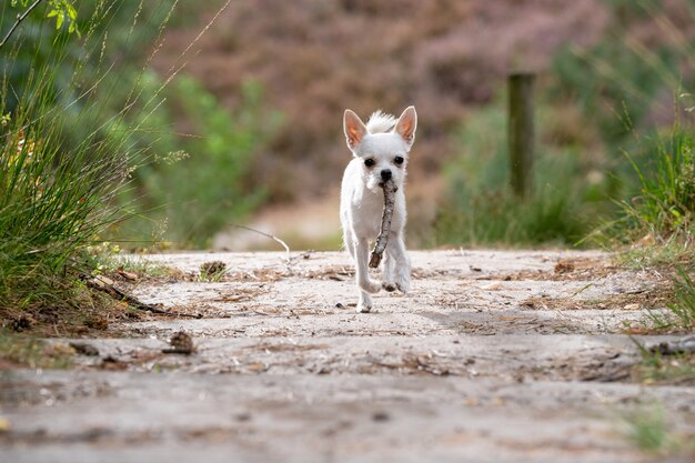 Closeup shot of a cute white chihuahua running on the road