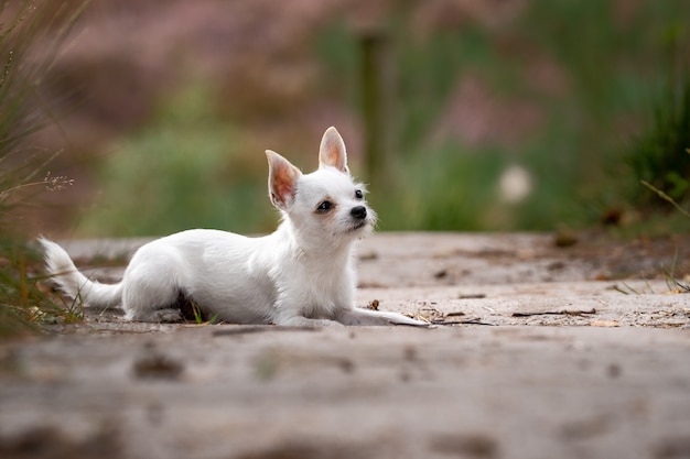 Closeup shot of a cute white chihuahua sitting on the ground