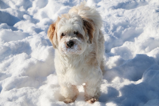 Снимок крупным планом милый белый пушистый щенок в снегу