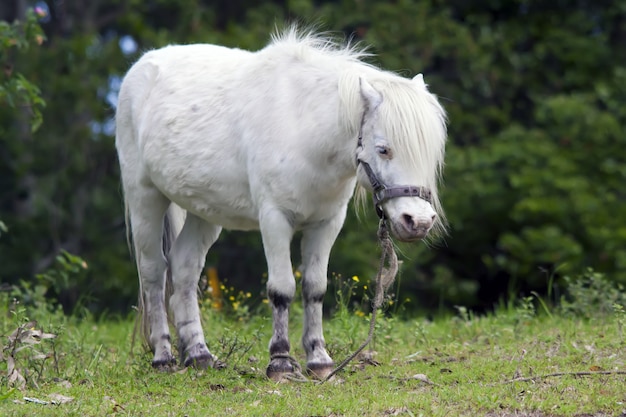 緑の芝生に立っているかわいい白い子馬のクローズアップショット
