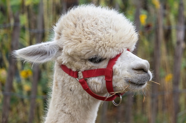 Closeup shot of a cute white lama in a red net muzzle