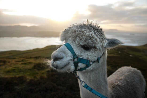 Closeup shot of a cute white llama with an ocean and mountains in the during sunrise