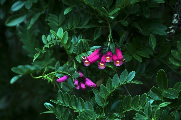 森の真ん中に成長しているかわいい野生植物のクローズアップショット