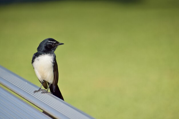 벤치에 앉아 귀여운 윌리 wagtail 새의 근접 촬영 샷