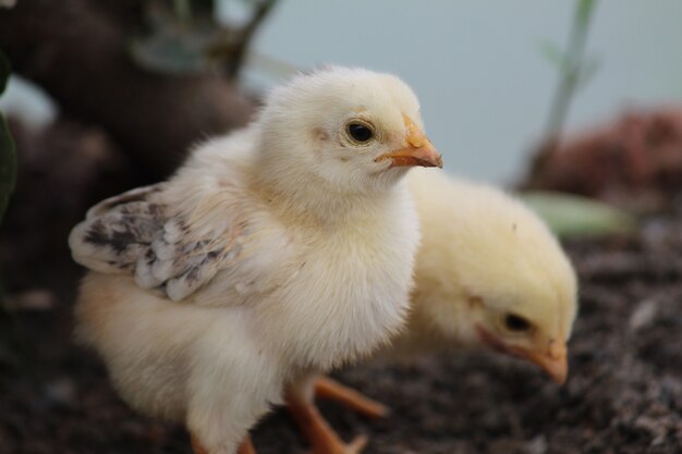 Closeup shot of cute yellow chicks on the farm
