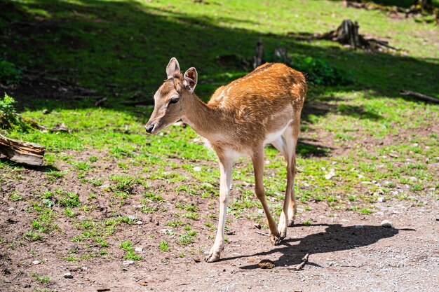 Closeup shot of cute young deer in a natural environment