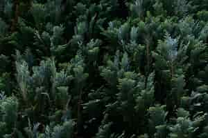 Free photo closeup shot of cypress tree branches