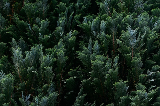 Closeup shot of cypress tree branches