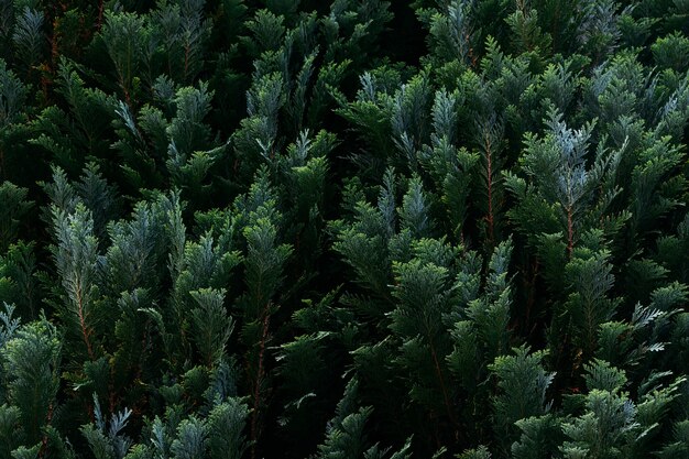 Closeup shot of cypress tree branches