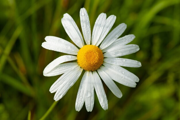 Closeup shot of a daisy flower with a blurred