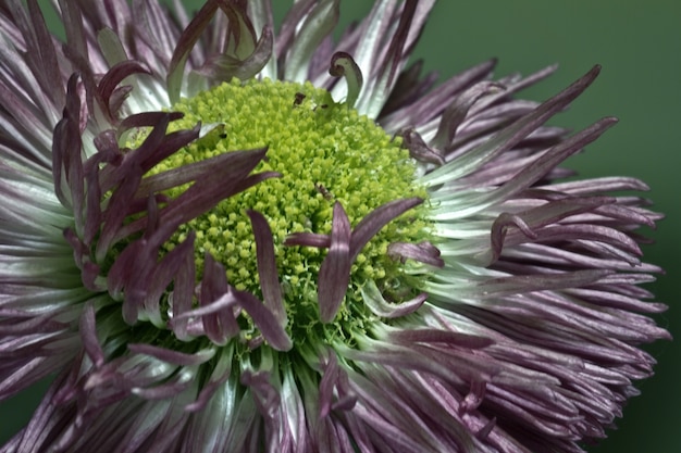 Closeup shot of daisy study flower