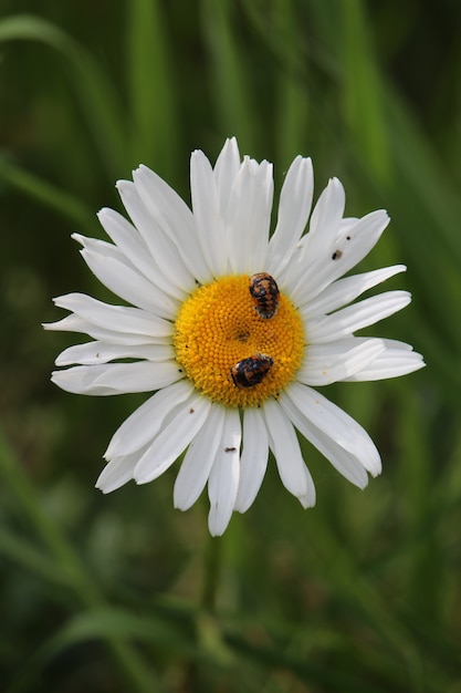 Foto gratuita colpo del primo piano di una margherita con due piccoli insetti su di esso