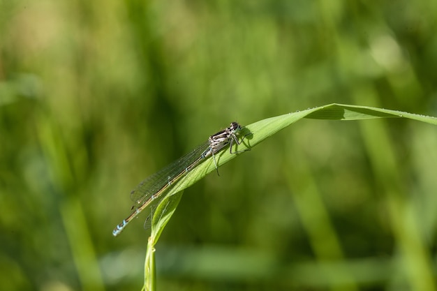 Closeup shot of a damselfly perched on a grass leaf blade