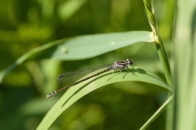 긴 잎 블레이드에 자리 잡고 damselfly의 근접 촬영 샷