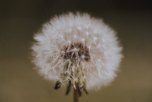 Closeup shot of a dandelion in a field