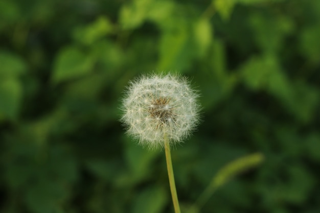 Free photo closeup shot of dandelion seeds