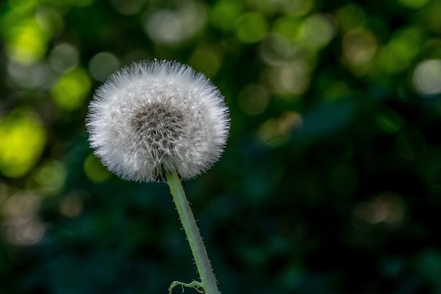 Free photo closeup shot of a dandelion