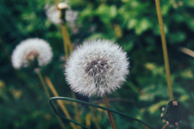 Closeup shot of dandelions surrounded by greenery in a garden