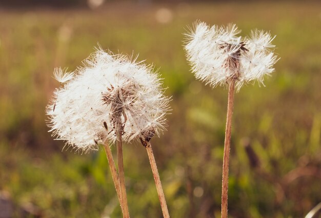 Closeup shot of dandelions