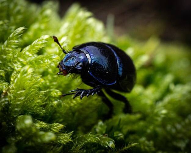 Closeup shot of a dark blue beetle on green leaves