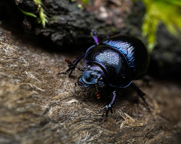 나무 표면에 있는 진한 파란색 딱정벌레의 근접 촬영
