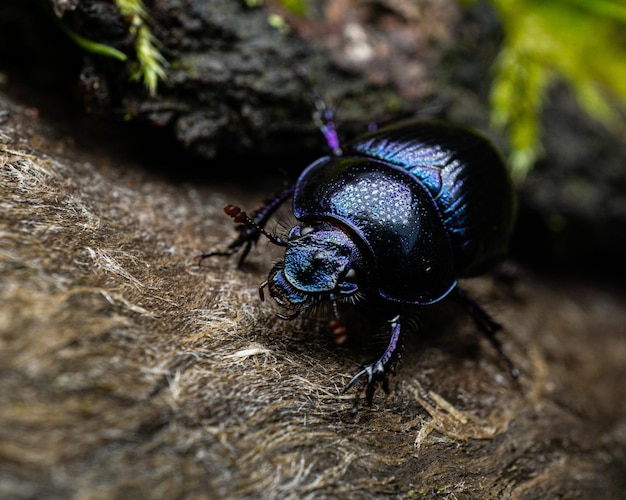 木製の表面に紺色のカブトムシのクローズアップショット